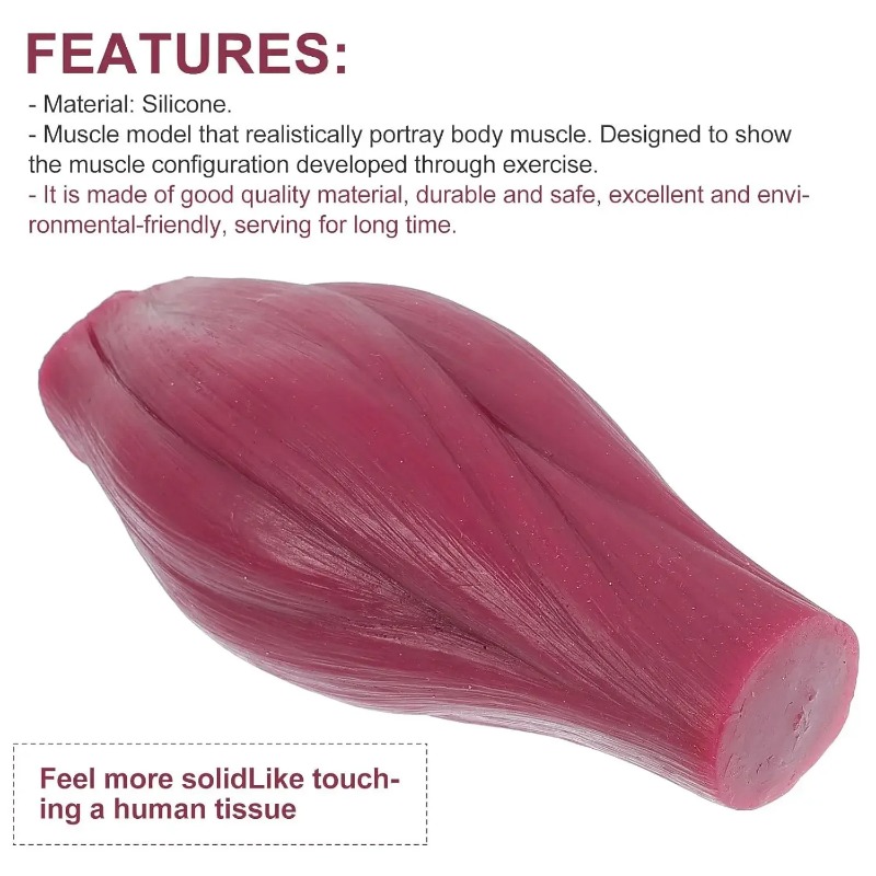 Nutrition Fitness - 1-pound Human Muscle and Fat Replication