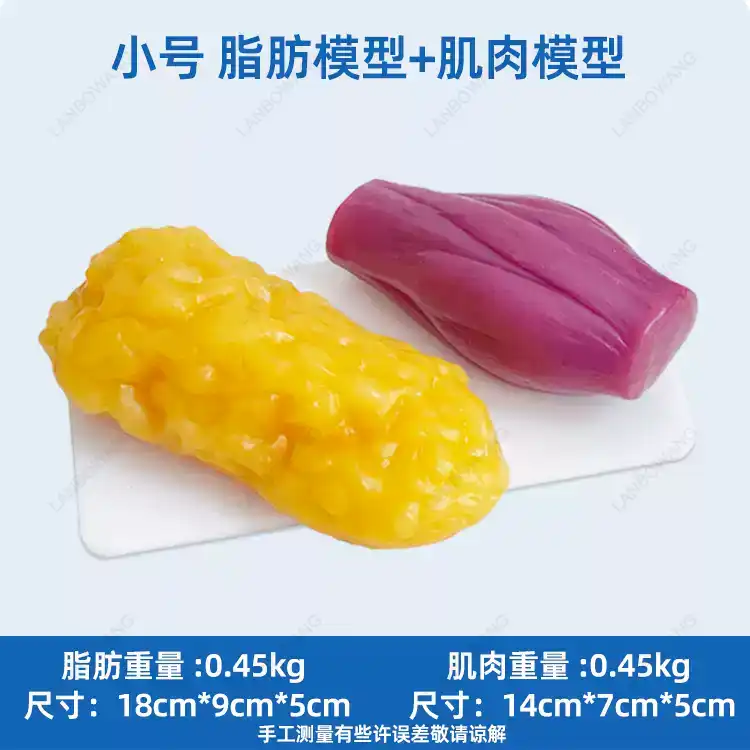 Human Muscle and Fat Replicas, - Nutrition Fitness review and price