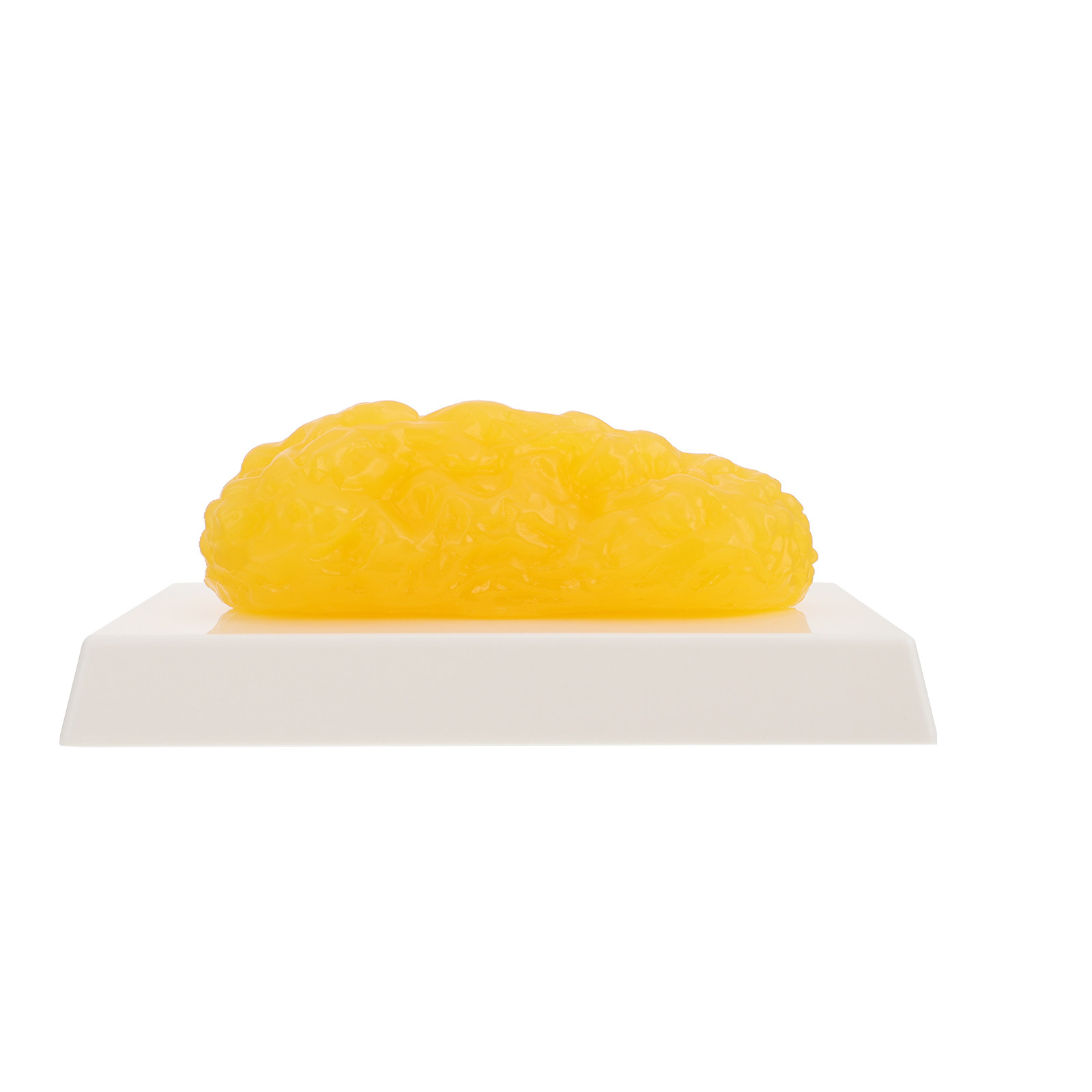 Human Body Fat Pound Fat Anato - Fitness Nutrition Diet review and price