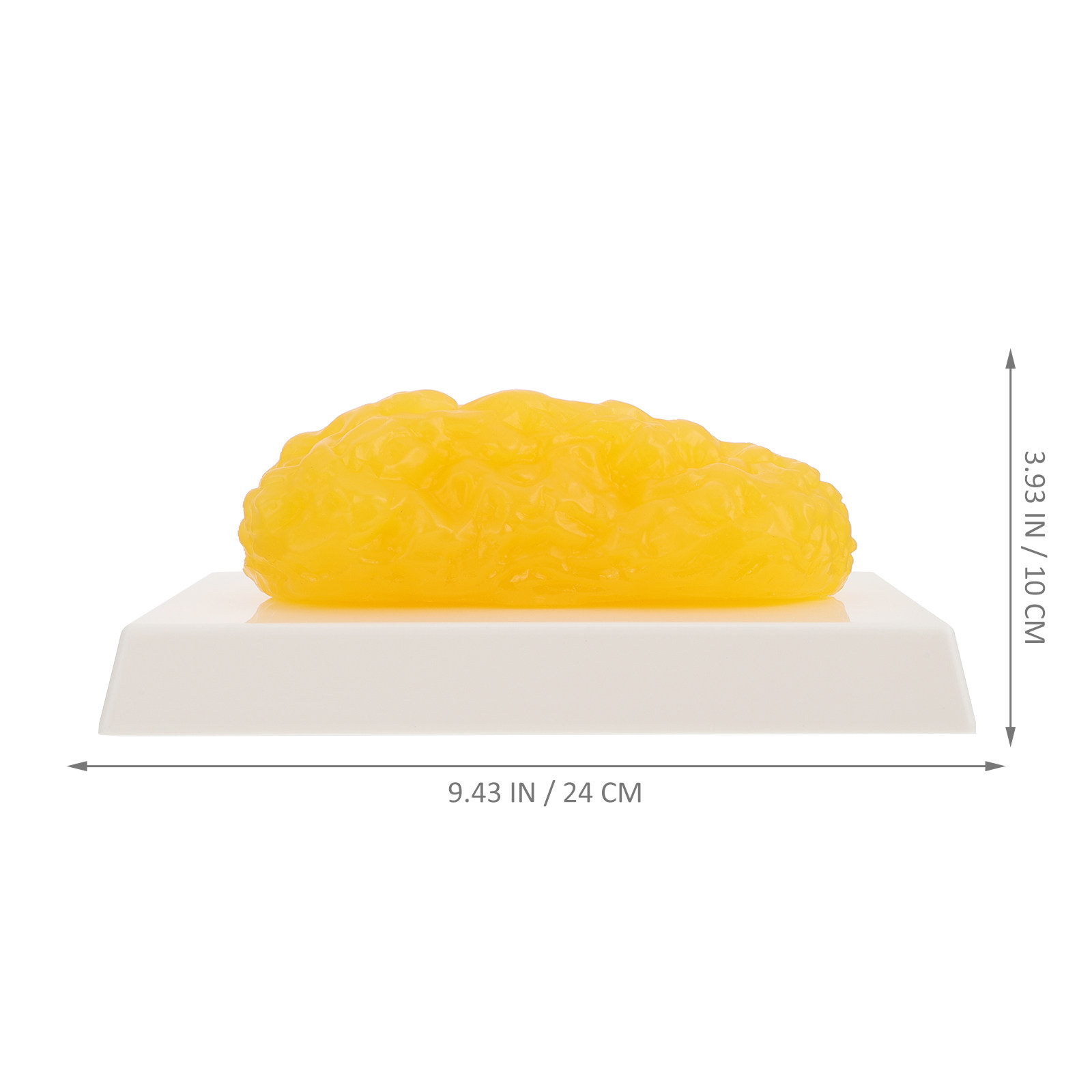 Human Body Fat Pound Fat Anato - Fitness Nutrition Diet review and price