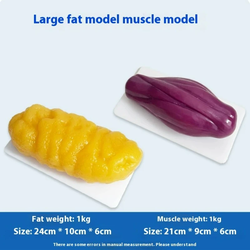 Human Muscle and Fat Replicas  - Nutrition Fitness review and price